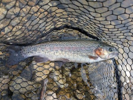 スプーン中心の釣果